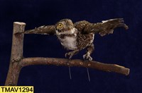 藏品(鵂鶹)的圖片